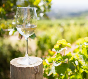 glass of wine in vineyard - Wicked Wine Run - wine run 5k